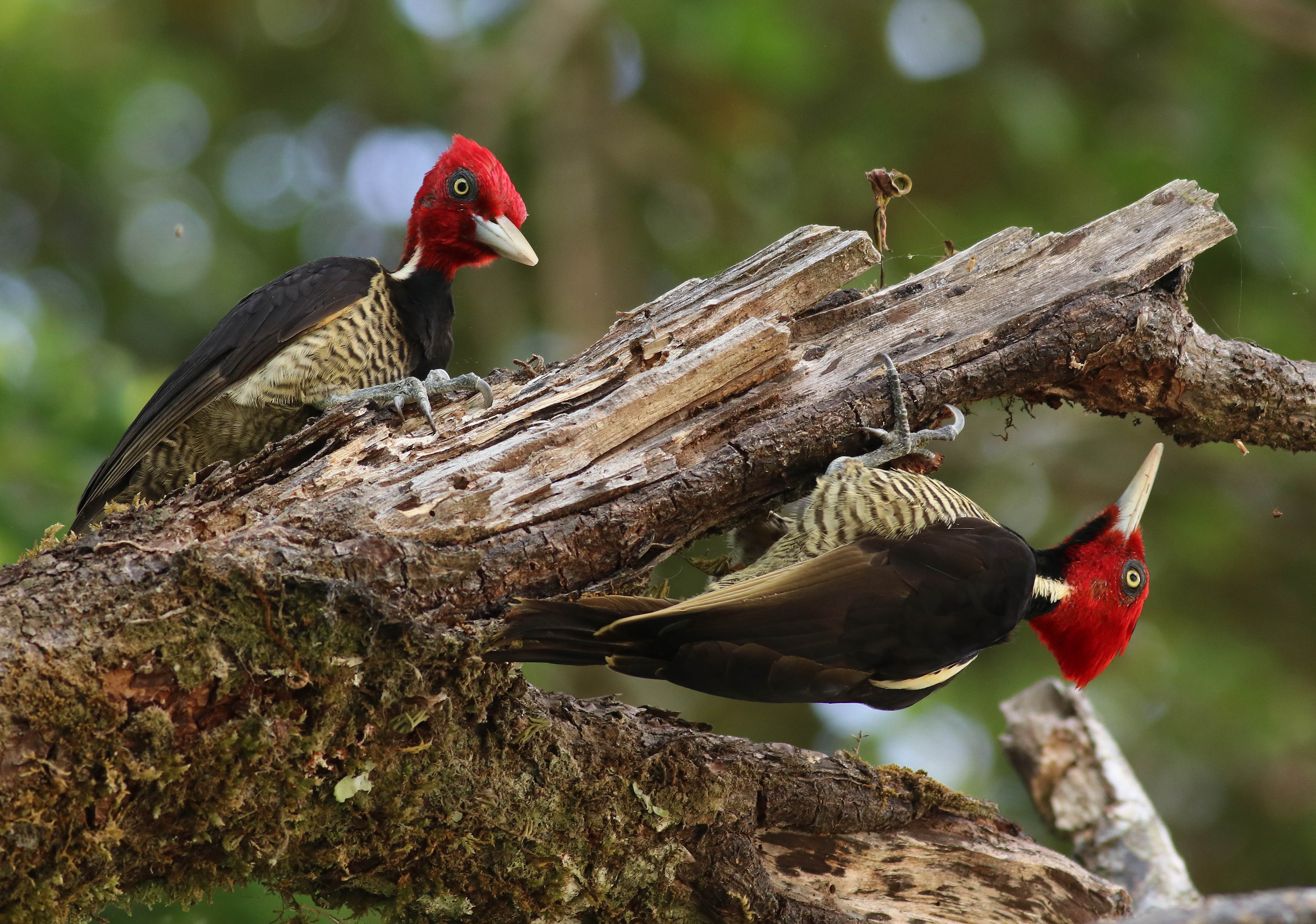 Monteverde oiseaux Curi Cancha